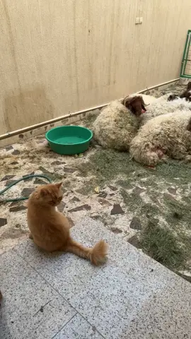 كنت أظن مشمش قوي وخاب ظني #