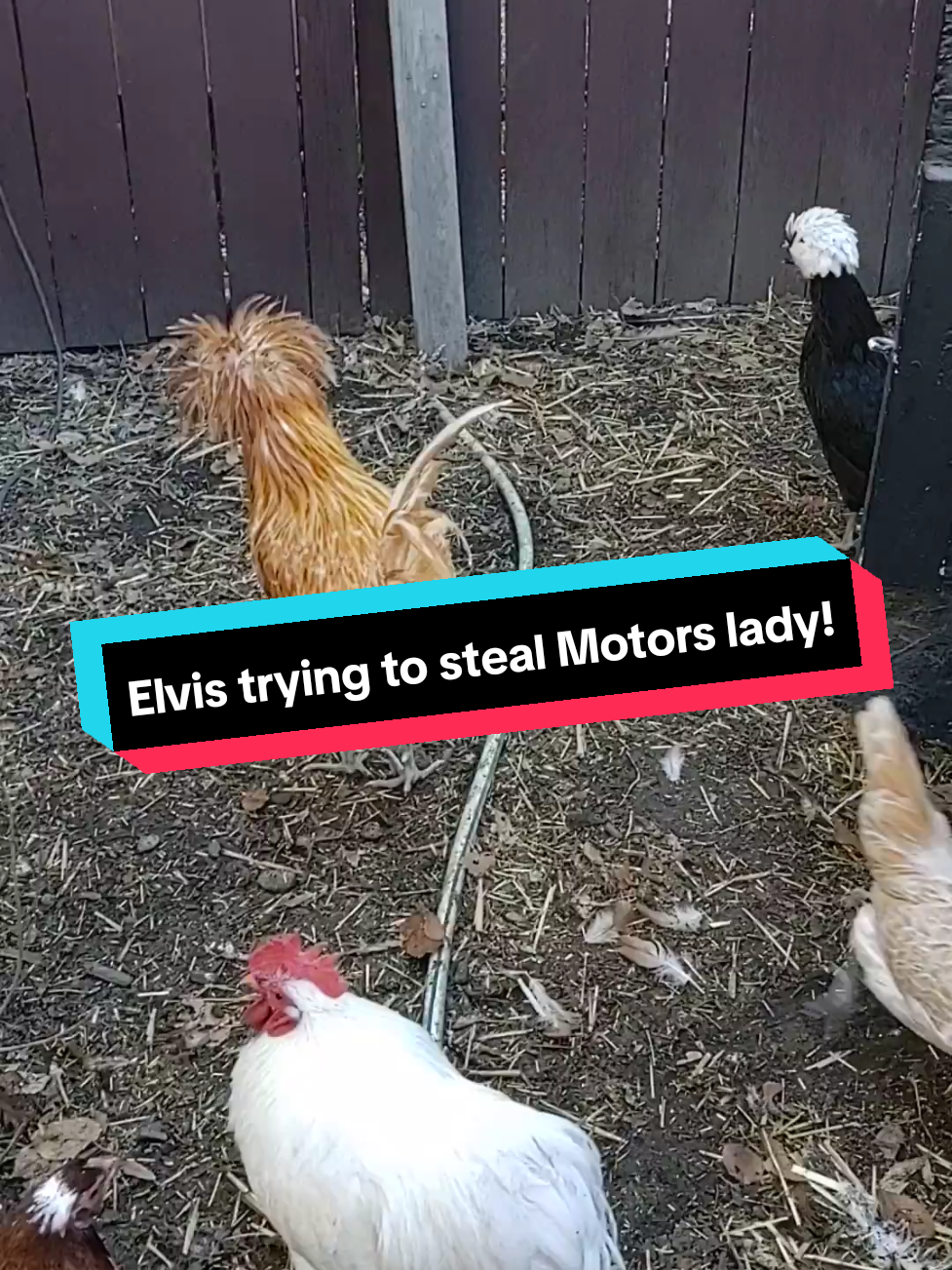 Trying to steal Motors girlfriend PeeWee...  #chicktok #chickensoftiktok #roostersoftiktok #chickens #throwbackelvis #elvis #elvistheroo #fyp #polishrooster 