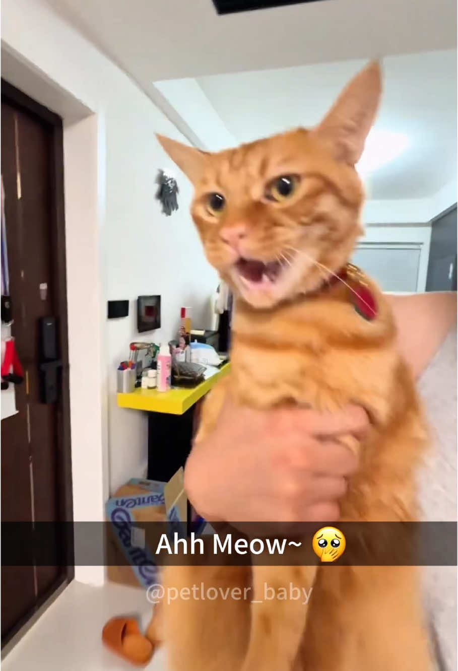 Cute cat barking#povcat #fyp #cat #kitten #pet 