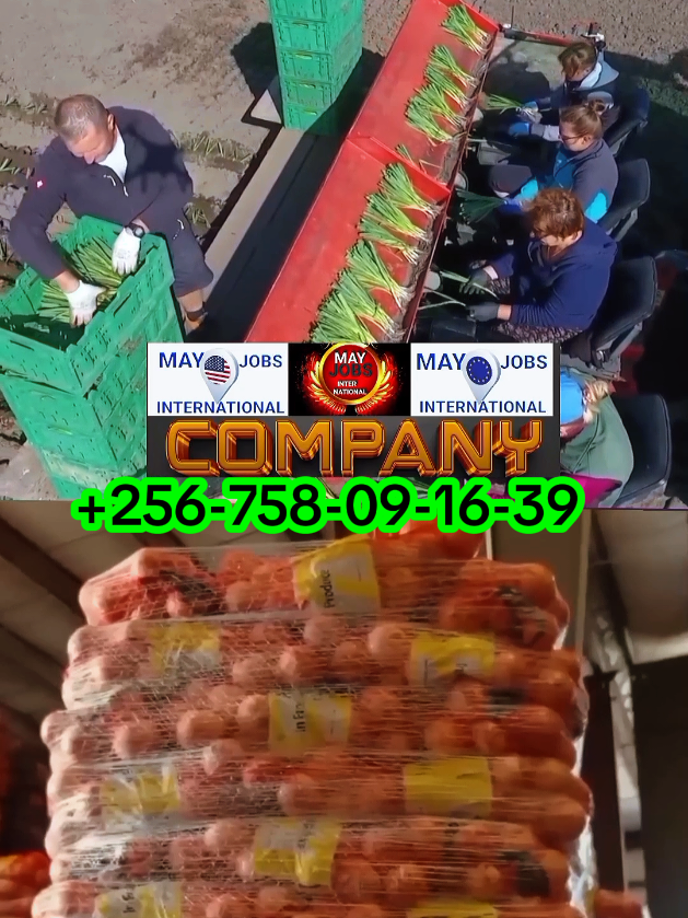 ONIONS FARMS  AGRICULTURE JOBS FARMING 🧺 TRACTOR 🚜 DRIVER NEEDED LOLE  OFFLOADING DOWNLOADING PARKER'S SALARY MUSAVA NYOOO MAY-JOBS-INTERNATIONAL 🇳🇱🇪🇺#vira #viral_video #@MAY JOBS INTERNATIONAL 🇳🇱 