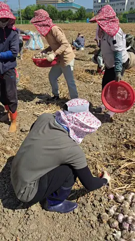 thu hoạch tỏi.song chuẩn bị tới củ hành