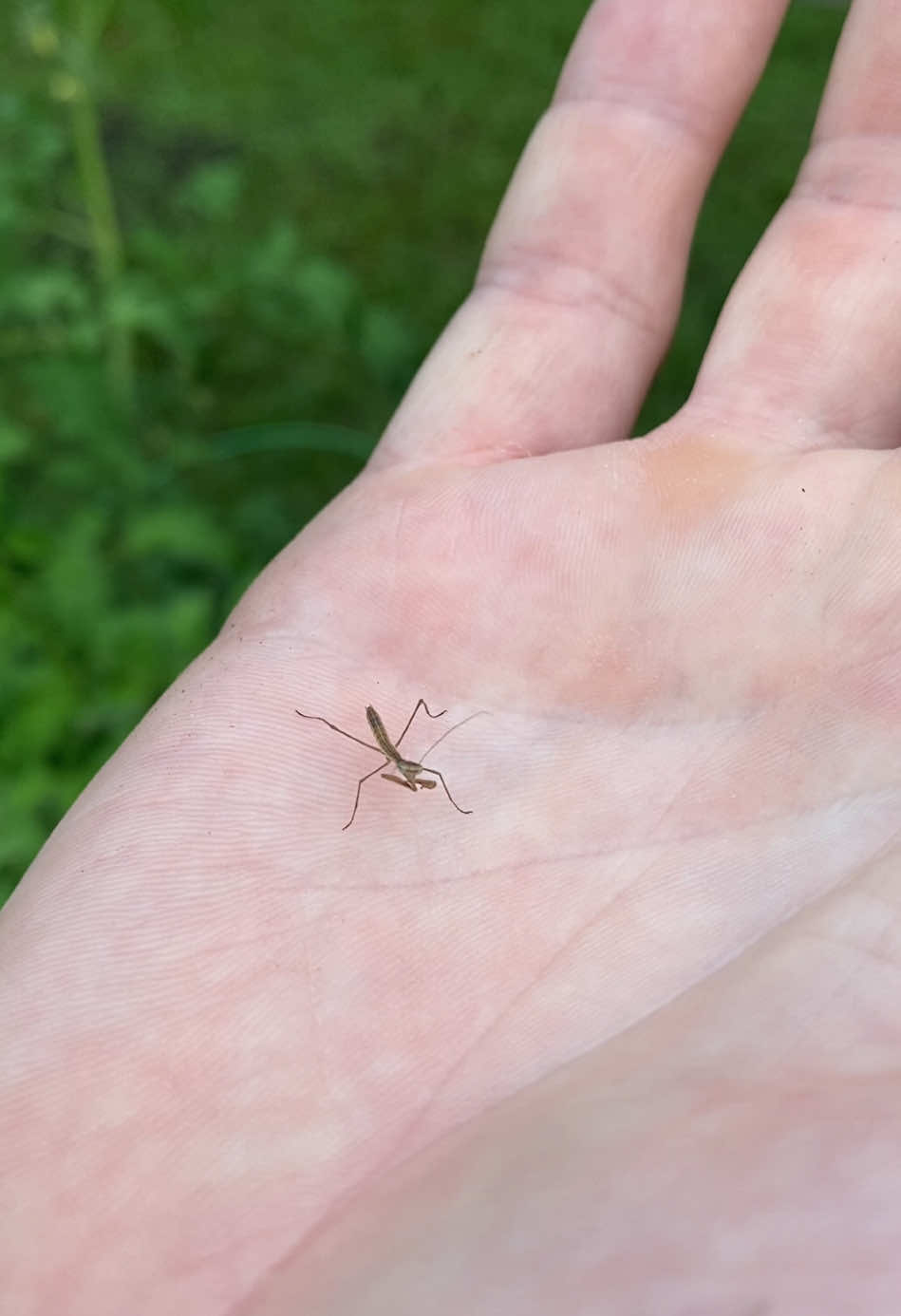 Baby praying mantis. #baby #pretty #friends #education #hand #fake #tomato #praying #bugs #pets #fyp #viral #wow #small