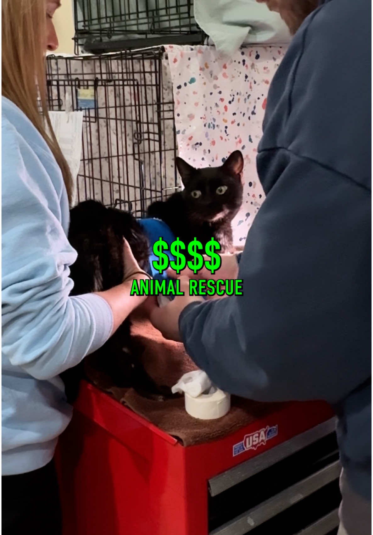 POV: You run an animal rescue in NYC 🥹🐈🐕 @puppykittynycity  PuppyKittyNYCity currently has 400 cats in their network looking for homes or in need of care. During my time, I witnessed the teams unwavering love for these animals and mission to not only nurse them back to health, but find them loving homes. No matter where you are, consider contributing some time or resources to helping your local animal rescue so they can continue the incredible, selfless work they do on a daily basis.  #catsoftiktok #catlover #animalrescue #dogsoftiktok #puppy #kitty 