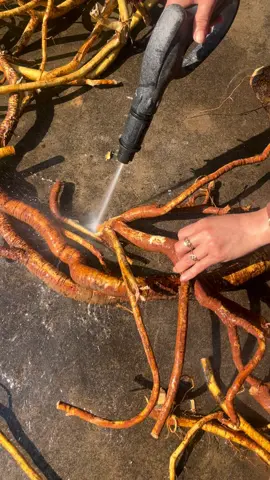 Rễ hoàng kỳ nam#thaoduocthiennhien #xuhuong #danongdichthuc #bothan #daunhucxuongkhop #thinhhanhtiktok 