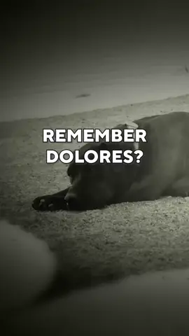 Ready to feel all warm and fuzzy inside? How about a little #throwbackthursday to start your day on a positive note? Remember sweet Dolores? Well just look at her now 9 months after adoption 🥰 Dolores originally came to us after she’d lost every single one of her puppies to parvo at the city shelter. Her time at the shelter left her a shut  down shell of a dog and with her dark coat and bully heritage she had no adoption interest and was quickly euthanasia listed. We gave her the chance and time she desperately needed to find her forever home. It took 9 months to find her family and that wait was absolutely worth it her human mom is amazing!!! Dolores is thriving and living the life she was meant to have. A beloved member in a wonderful home. Her visit absolutely made our day and is a reminder of why we work so hard to save those who are least wanted ❤️  #marleysmutts #muttmilitia #dogrescue #foster  #adopt  #rescuedog #secondchance #fostering  #animaladvocate #adopt #dogrescue  #fosteringsaveslives #savealife #shelter  #adoption #foreverhome #spayandneuter  #rescuedog #rescue #adoptdontshop  #adoptme  #rescuedismyfavoritebreed #dontshopadopt