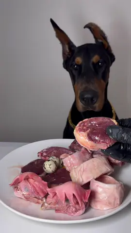 本日のえーえすえむあーる🐾 #ドーベルマン　#doberman #dobie #dobermanpinscher #dobermann #dobermanpride #dogasmr #asmr #咀嚼音 #犬ご飯　#mukbang #rawfood #dogmukbang #dogeating #犬の咀嚼音　#rawfeeding