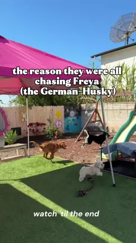 Freya got ganged up on… wanna know why? 👀 #fyp #doggydaycare #dogwalker #dogtrends #petsitters #trending #dogs #sandiego #california #doglover #dogsitter #dogmom #dogdad #catsitter #petsitter #catlovers #petlovers