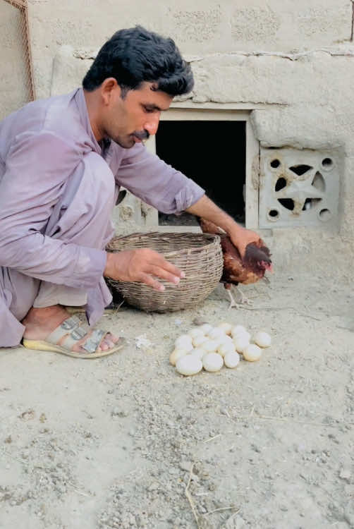 Murgi Ko Eggs Pr Bitha Dia #murgi #eggs #chicks #gabbarpethouse #pets @Rehman Ch Vlogs 