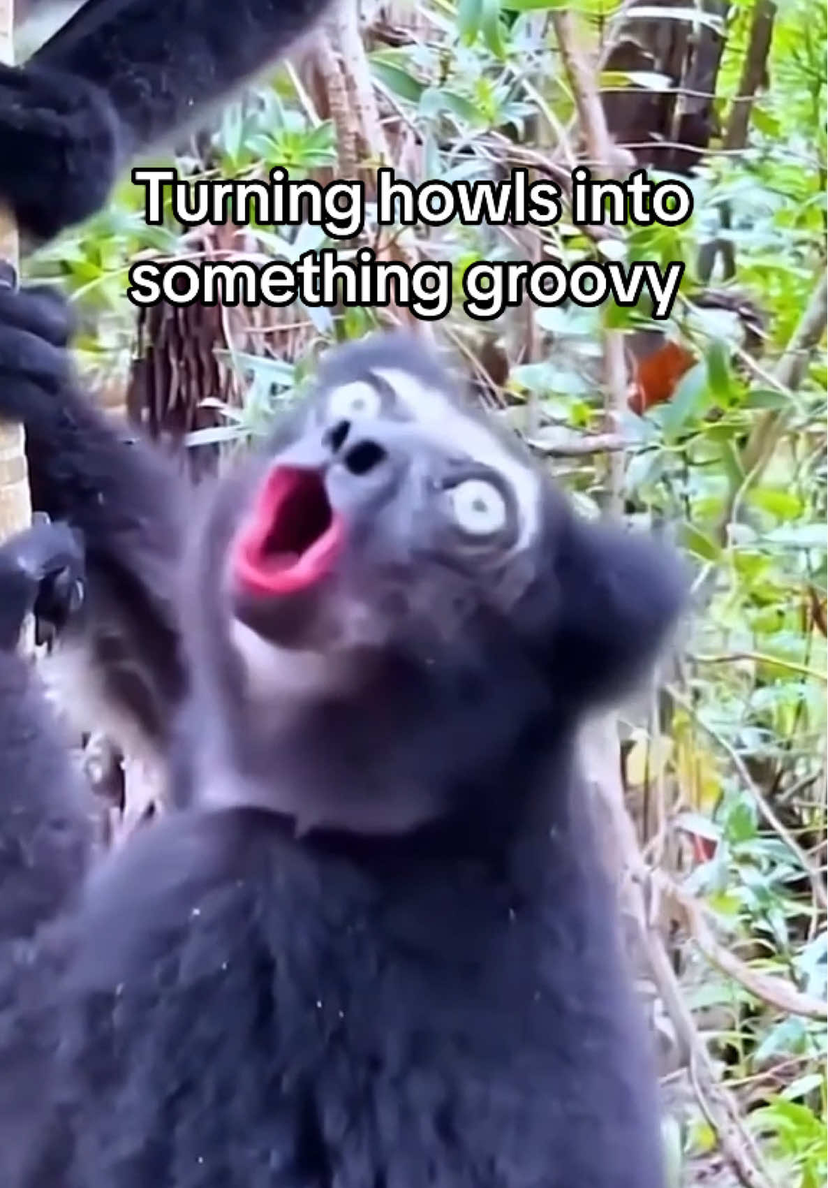 If you listen, mother nature will talk. And we’ve always said that. Make music with Suno #suno #sunomusic #audio #input #sliders #edit #extend #feature #monkey #howl #noise #song #music #jazz #groovy