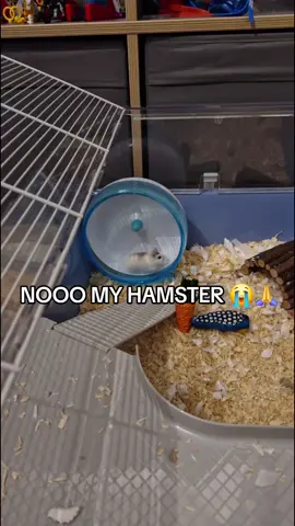 WHY DID HE FUMBLE LIKE THAT!!!😭🙏🙏🙏🙏🙏#hamsters #NOOO #WHY #myhamster #cute #funny #tiktok #fyp #veiws #yay 