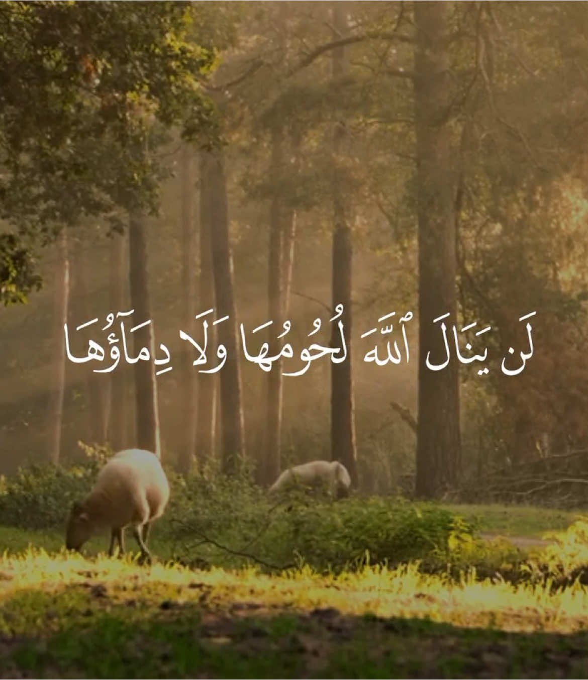 ماهر المعيقلي - حساب وقناة القران بالبايو ، #عيد_الاضحى #يوم_عرفة #قران #quran 