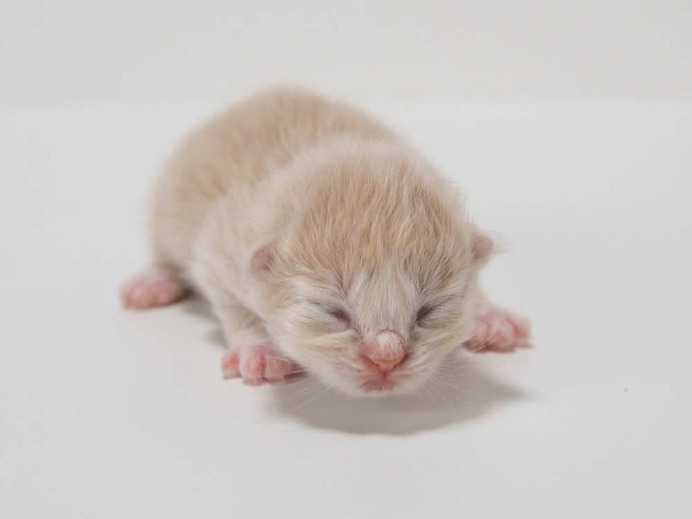 6／1うまれ サイベリアン 男の子 クリームタビー #サイベリアン #siberiancat #子猫 #cat #siberian #赤ちゃん #赤ちゃん猫 #猫の赤ちゃん #baby #kitten #babycat #猫 #meow #猫のいる暮らし #サイベリアンの赤ちゃん #サイベリアンの子猫 #クリームタビー