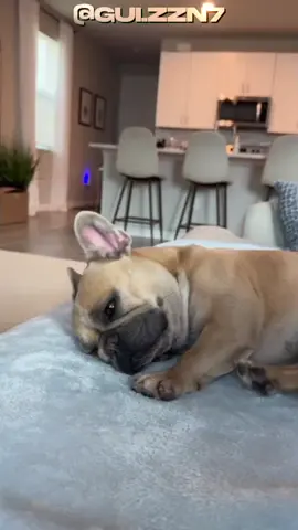 Cachorro buldogue francês.#cachorro #pets #buldogfrances #curiosidades 