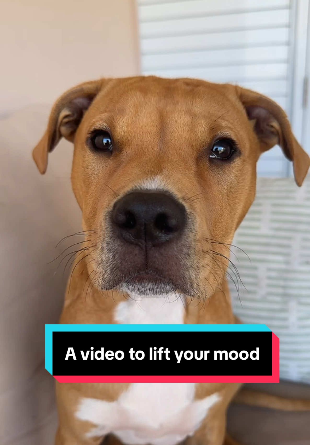 A video to lift your mood 😃 IB @Jesse Theologus #humor #dogs #funny #pets #pitbull #dogsvideo #comedy 