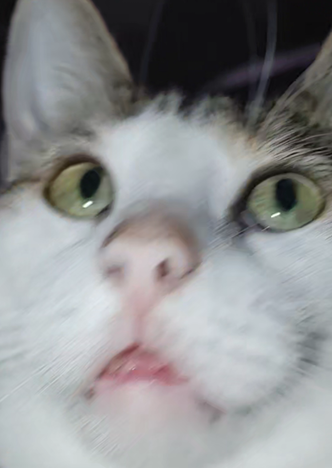 #fyp #tiktokviral #Viral #kitty #juniolgbt🏳️‍🌈 #lgbt #gatos #michi #mascotastiktok #catsoftiktok 