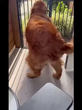 May every day bring you this level of happiness 😂 #goldenretriever #graceface #wigglebut #dogvideo #happy 