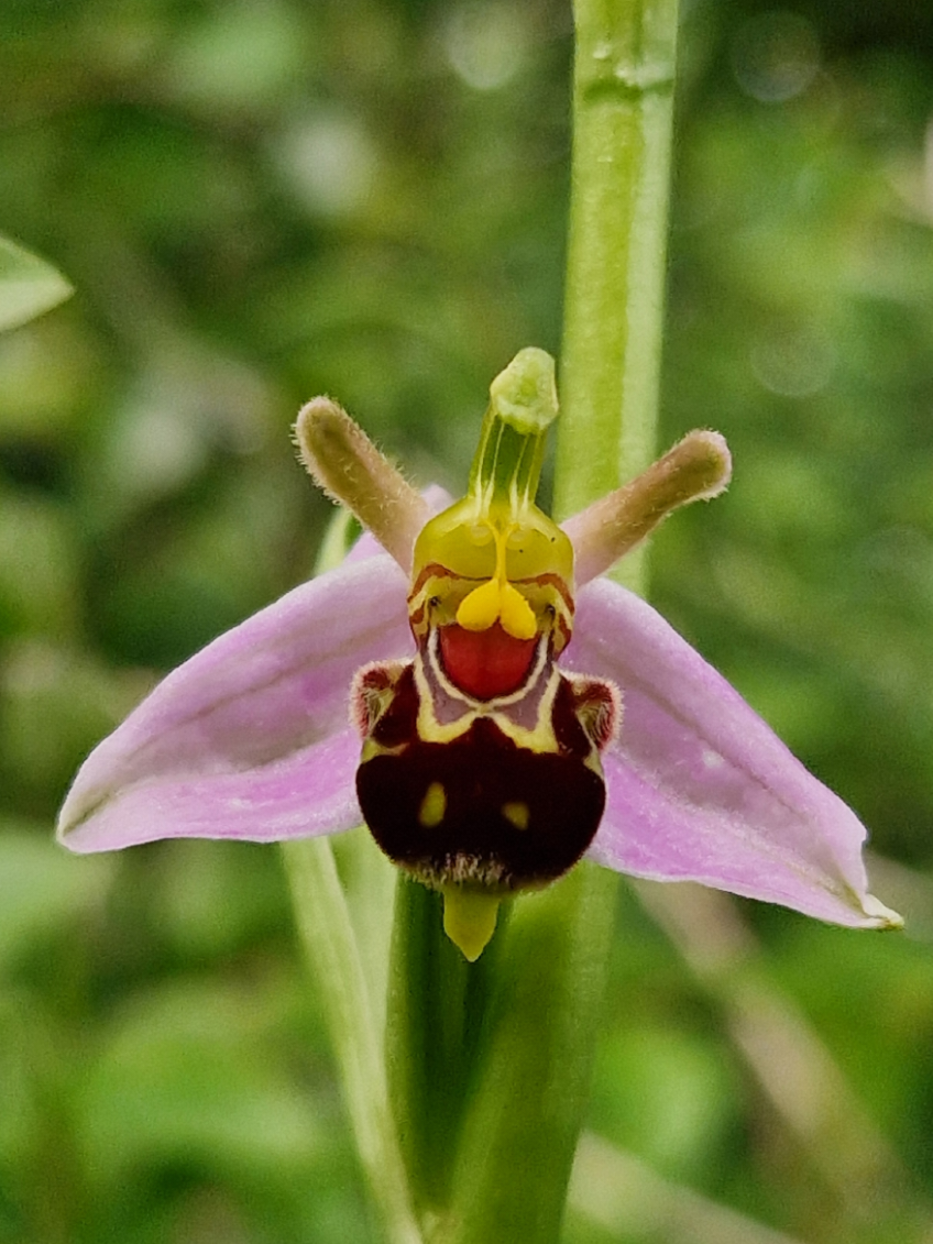 found my first Bee Orchid of the year 🥰😍🩷🐝✨️ This has to be my favourite wildflower and it's growing in our village for the second year now 🩷😍 #beeorchid #beeorchidlancashire #ophrysapifera #wildorchids  #lancashireorchids #wildorchiduk #wildflowers ##dontcutthegrassverge #letthewildflowersgrow 