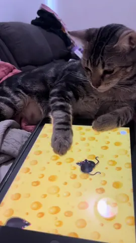 #ipadkid #cat #ipadcat #catsoftiktokcomedy #tabbycat #catsoftiktok el hace lo que le da la gana y juega como le da la gana #viral #trendingvideo #trending #mascotas 
