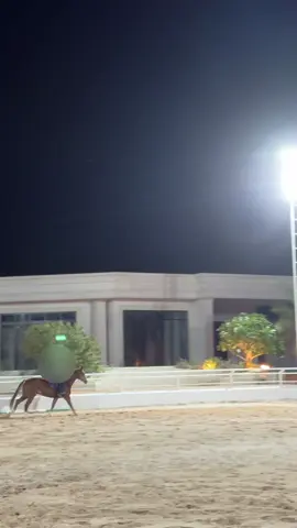 #قفز_حواجز #ركوب_الخيل #تدريب_شخصي #مدربة #خيل_وخياله🐎 #خيل_عربي_اصيل #خيل #فروسيه_خيل #عنيزه #مشاهدة_ممتعة_للجميع🔥 #الشعب_الصيني_ماله_حل😂😂 