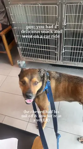 what can i say, he loves raw hides (if i don’t laugh i’ll keep crying) #dogsoftiktok #dogtok  #vet #shelterdog #rescuedog