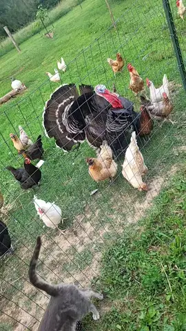 chicken-sitting #losecontrol #guesswhosback 