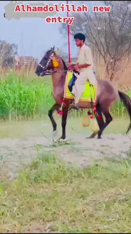 Alhamdolillah new entry Ghora ISI Gujjar badshah chak pirana USA Ala ❤️👏🐎💯❤️👏👏🐎❤️👏🐎💯❤️👏