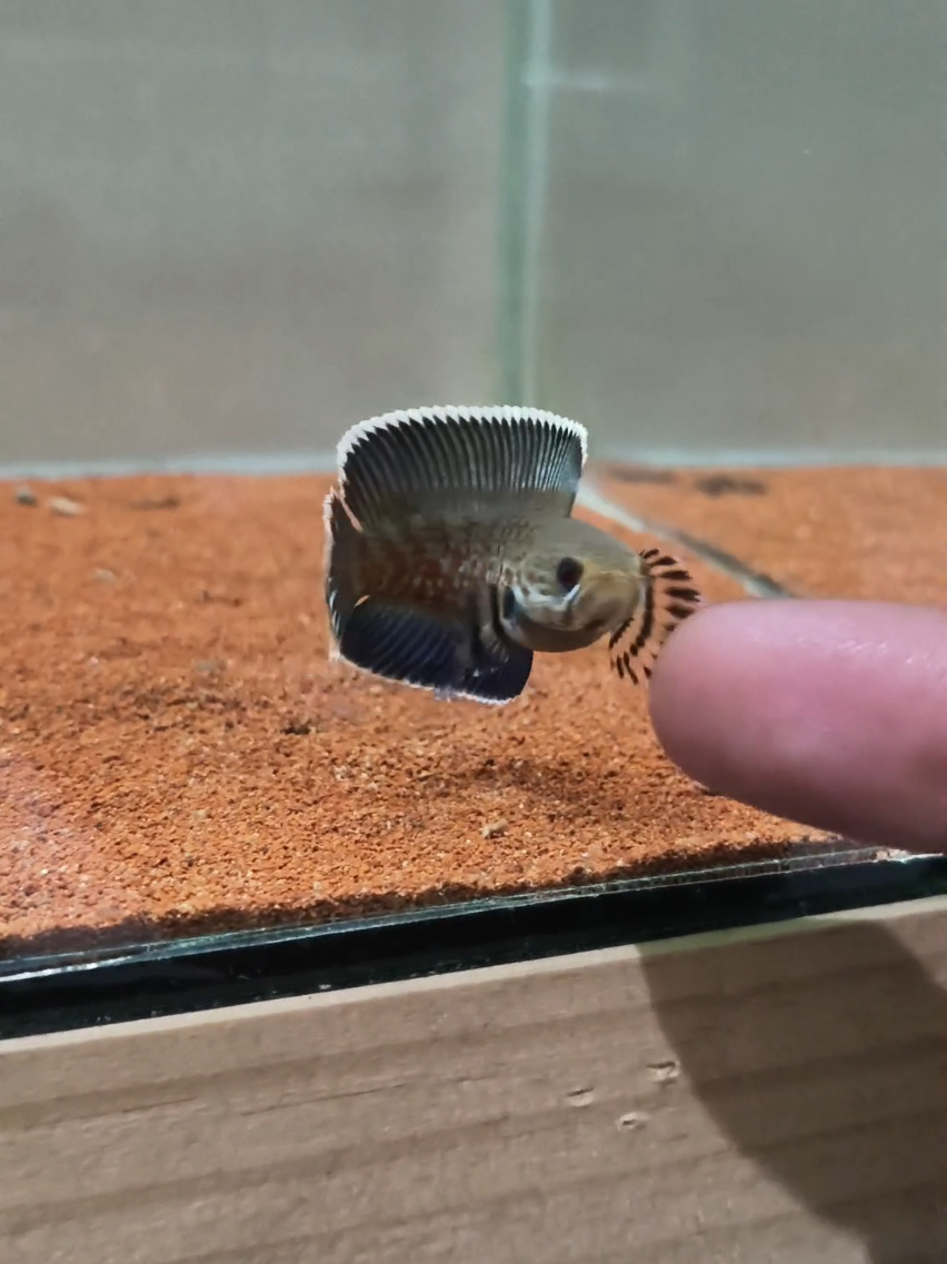 Masya Allah Tabarakallah ☺️ #microfish #fishtok #predatorfish #channa #channaindonesia #fishlive #exoticfish #andrao #andraoindonesia #andraosb #andraohf #freepalestine #peletnl 