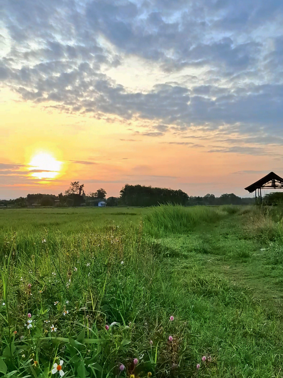 บรรยากาศฮีลใจที่น่าน #วิวสวย #ฮีลใจ #บรรยากาศชิวๆ #น่าน #ดอกหญ้า #ธรรมชาติ #วิวบ้านนอก🍃 #นาข้าว 