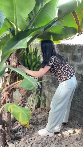 Quạt tích điện điều hòa mini được giảm giá ạ #quatdieuhoa #quattichdien #quattichdiendoimoi #hahienhoa1 #xuhuong #tienichgiadinh 