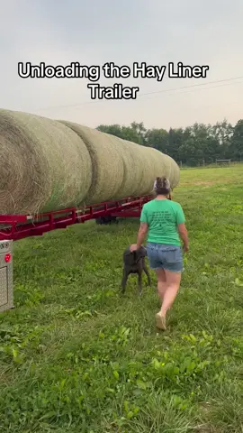 The hayliner trailers are easy to unload.. sure did speed up our little operation a lot !!! If your in the market for one make sure and check them out #haylinertrailers #hay2025 #farmtok #cowtok #kyhaymafia #farmtokmafia @BradNiemeier @jenniferh2323 
