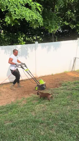 I thought the root had me 😳🤣  #dog #dogsoftiktok #funny #funnyanimals #funnydog #scared #scareddog #minidachshund #dogs #dogtok #jump 