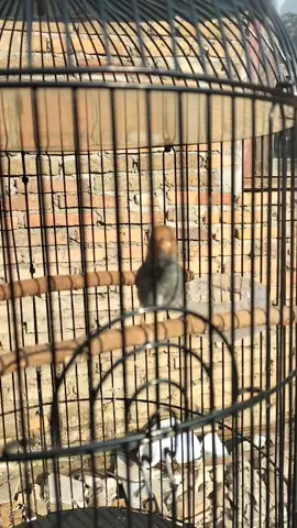 masih butuh proses #bahanbondolan #prenjakmijilloss  #prenjakmagelangwani  #Botunasf #prenjakmania  #prenjakmaniaindonesia 