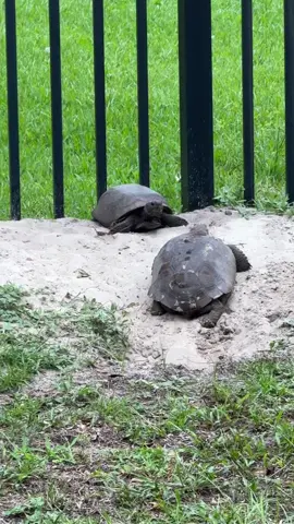 Turtle thrash 🤘🐢🎶 #turtles #turtletok  #rock 