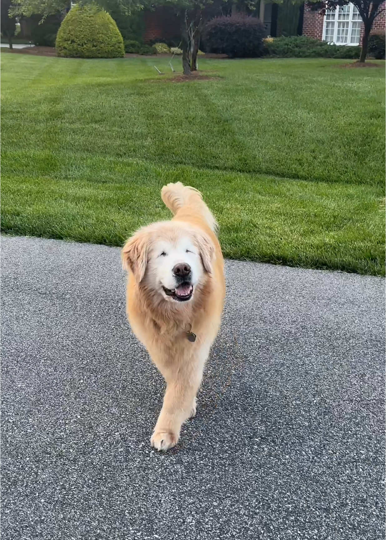 Summer evening walks with Mason and Casey 🤍 everyone’s favorite time of day #goldenretriever #blinddog #dogsoftiktok #fyp #goldenretrieverlife #cat 