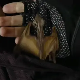 #gameofthrones #vhagar #aegontargaryen #harrypotter #houseofthedragon #teamgreen #daemontargaryen #rhaenyratargaryen #paratii #fyp #fantasy #dragon 