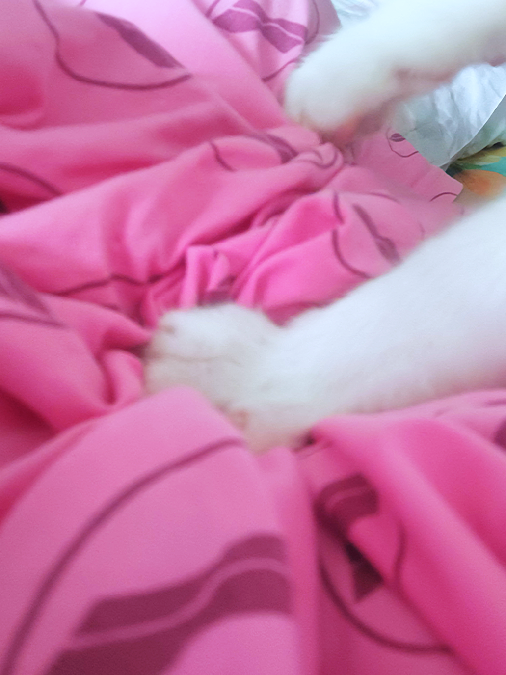 Napagod siya eh! 😂😂😂 #chalachuchimeowbies #puspin #fyp #whitecat #catmakingbiscuits #kneadingcat 