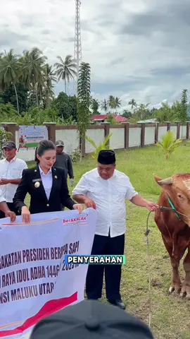 ✨ Penyerahan Hewan Qurban di Masjid Raya Shafful Khairaat, Sofifi 🕋 Menjelang Idul Adha 1446 H, hari ini - 4 Juni 2025 kami menyerahkan bantuan hewan qurban — amanah dari Bapak Presiden RI dan Pemprov Maluku Utara — kepada Masjid Raya Shafful Khairaat. Terima kasih Pak Presiden 🙏🏻🙏🏻 Sapi qurban sudah diterima di halaman masjid dan semoga dibagikan secara adil dan merata  kepada masyarakat yang membutuhkan. Tahun ini, Pemprov Maluku Utara juga telah menyalurkan 67 ekor sapi qurban ke seluruh kabupaten/kota. Semoga membawa berkah dan memperkuat rasa persaudaraan kita semua. Terima kasih kepada semua pihak yang telah membantu pelaksanaan qurban tahun ini. 🙏 🌙 Selamat Hari Raya Idul Adha 1446 H Semoga semangat keikhlasan dan kepedulian selalu hidup di hati kita. #gubsherly #sherlylaos #malukuutara #iduladha 