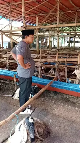 Tebak-Tebakan Bersama Bang Azis Gagap #tebaktebakan #azisgagap #cvpuputbersaudara #fyppppppppppppppppppppppp #fpyシ #fyp #peternakmuda #peternaksapiindonesia 