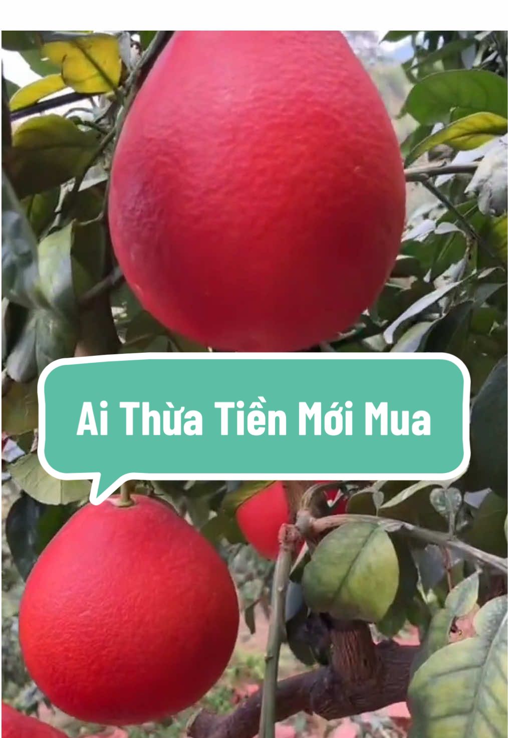 Bưởi Đỏ Thái Lan - Đắt sắt ra miếng các bác ạ, cây giống bên em chuẩn, cây khoẻ, sinh trưởng tốt #nhavuonngoclam #cayanqua #caybuoidothai #buoidothai