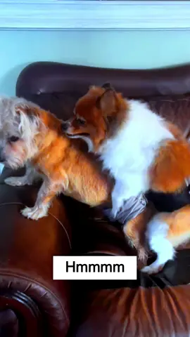 Dog Love Eachothers #animals #mating #Shorts #viral_video #tiktokviral