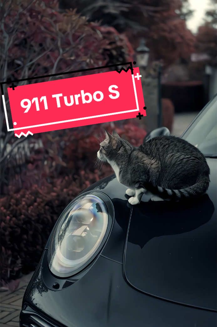 The cat looks like AI in the first clip😭🫵||@Ludwig®️ 📸 @￶ ||#ludwigvideocomp #cali_spotsvideocompetition ||@throttle_media® @dmj.media @mgvk.media @Adg_media® @elias.shots @A_oosten🇳🇱 @Sv.spotts 