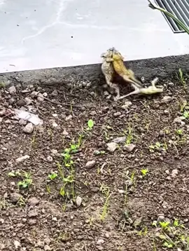 Phim có 3 người. 2 người vui còn 1 người quay #haihuoc #cuoibebung 