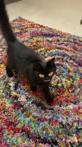My cats has main character energy and I’m just living in their world!! ##Catitude #BlackCatMagic #MainCharacterEnergy #PetParentLife #CatsOfTikTok #JudgyCat #RainbowRugChaos