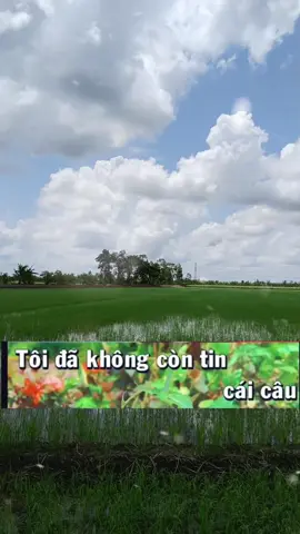 Tôi đã không còn tin cái câu hứa yêu chung tình...#tamtrang #sad #nhactamtrang #nhactrutinh #nhachaymoingay #nhachay #nhacbolero #nhaclyrics #lyrics #xuhuongtiktok 