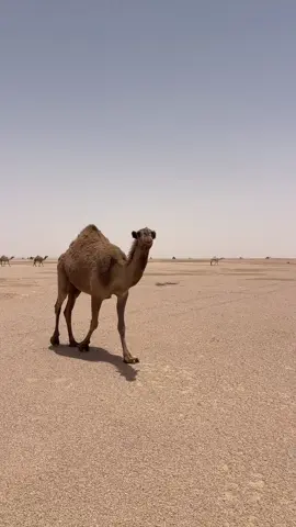 #CapCut #capcut #MemeCut #الدوادمي #الرياض #بقيق 