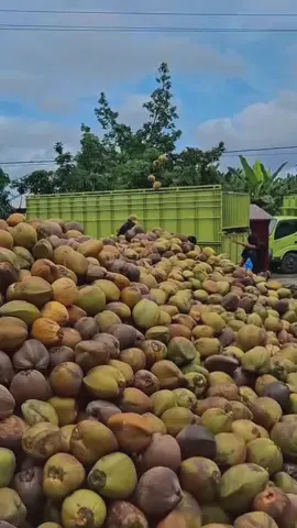 Kelapa halmahera utara #kelapaindonesia🇮🇩 #batokkelapa🥥 #kelapamuda #coconut 