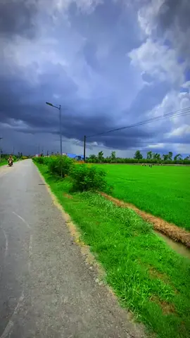 Phong cảnh ruộng đồng hoa điệp khi trời chuyển mưa rất đẹp #binhyen #longhiep🍀 