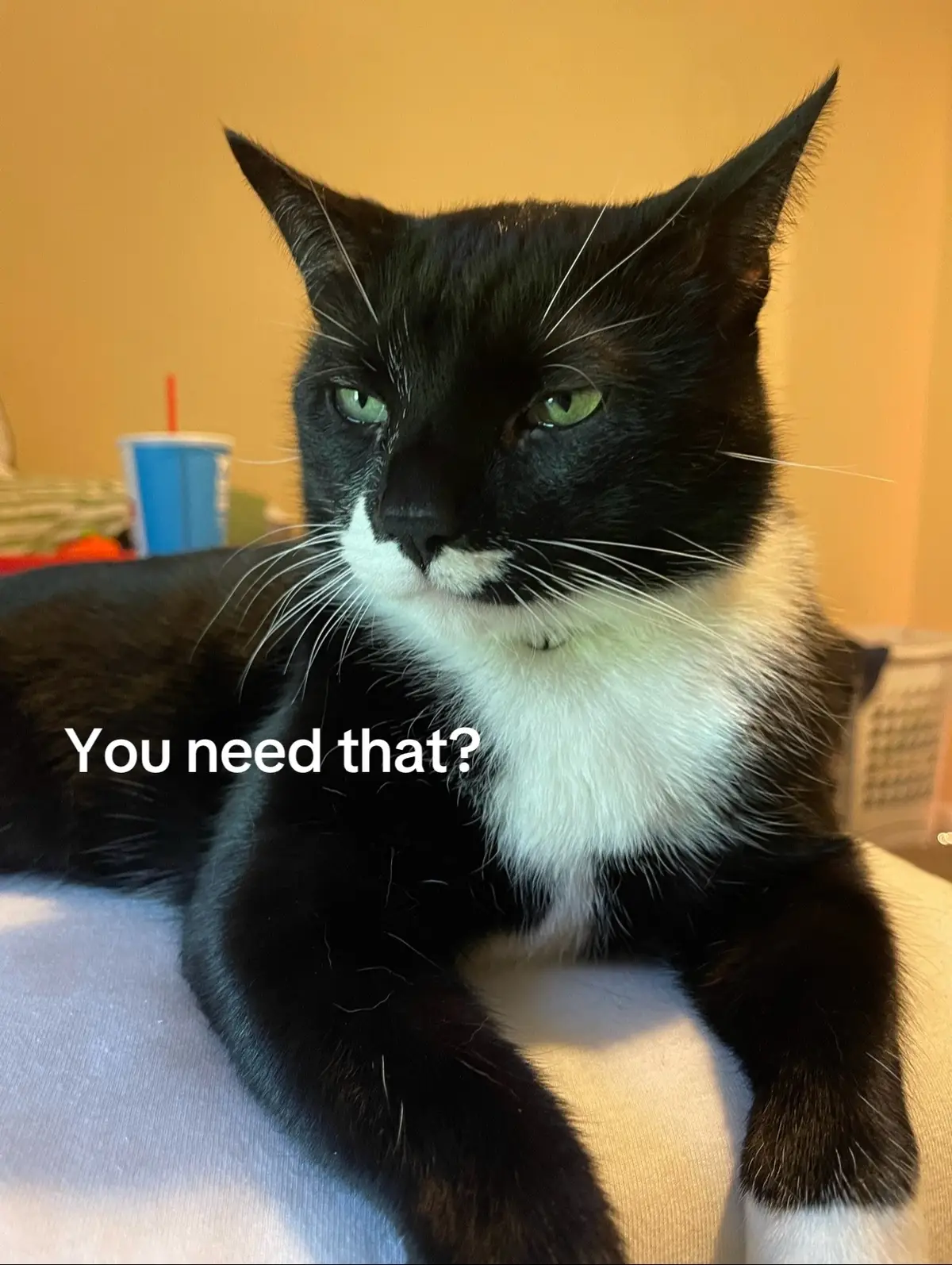 Meow #youneedthat? #needthat #cat 