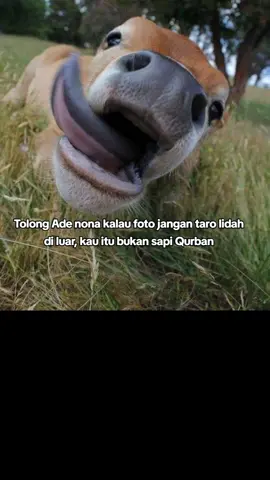 Ade nona Tabola Bale😂 #katakata #ethoflo  #trending #viralvideo #fypp #nttpride🏝🔥 #nttpride🏝🔥kupangntt💯 #timurstory #abcxyz #fyppppppppppppppppppppppp #support_me #support #lewatberandafyp #lewatberanda #bajawa_flores_ntt #manggarai_flores_ntt #iduladha 