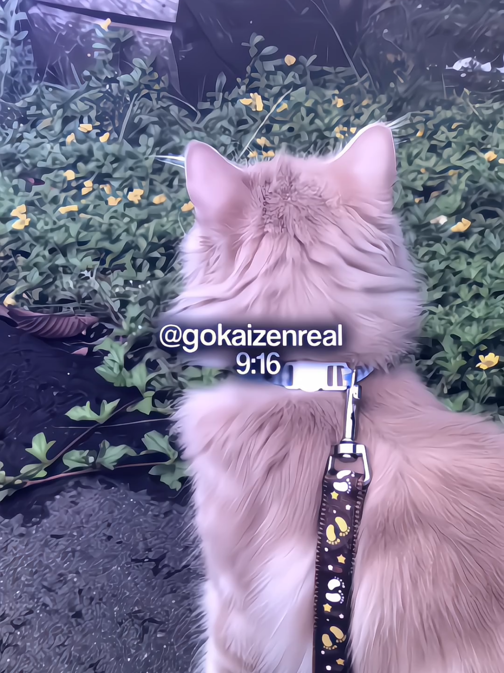 trend kah?? 😋✌🏻 ( AM prem murah cek bio )  #zenprst #preset #presetdibawah5mb #presetalightmotion #presetxml #preset5mb #fyp 